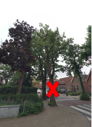 De lindeboom aan de Biezelingsestraat