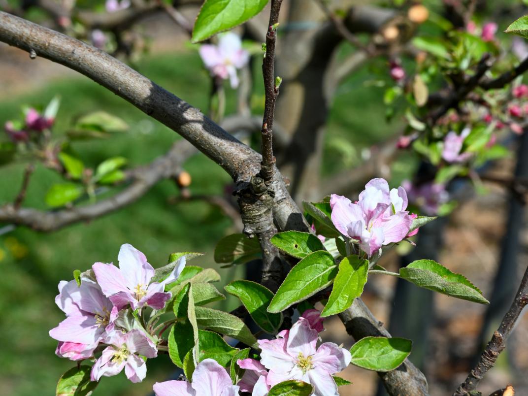 Bloesem bij Slabbekoorn Fruit