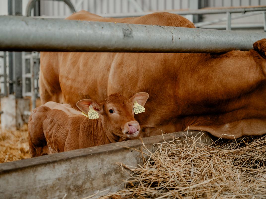 Kalfje bij In 't Anker