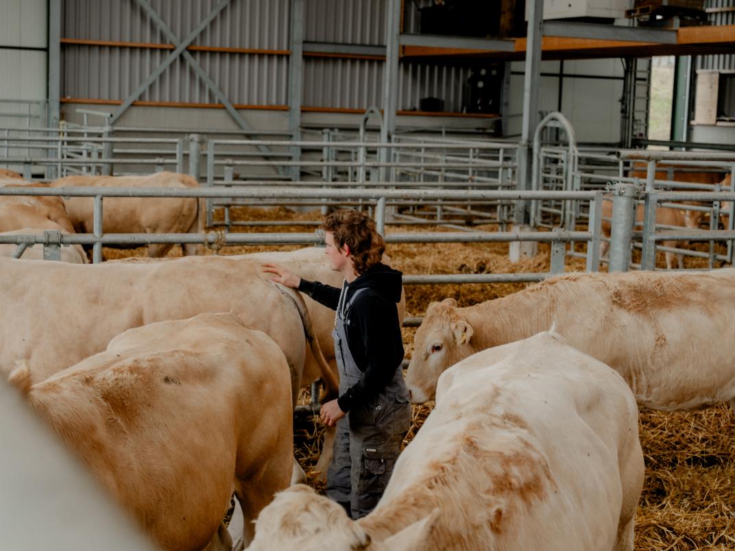 Zoon tussen de koeien In 't Anker