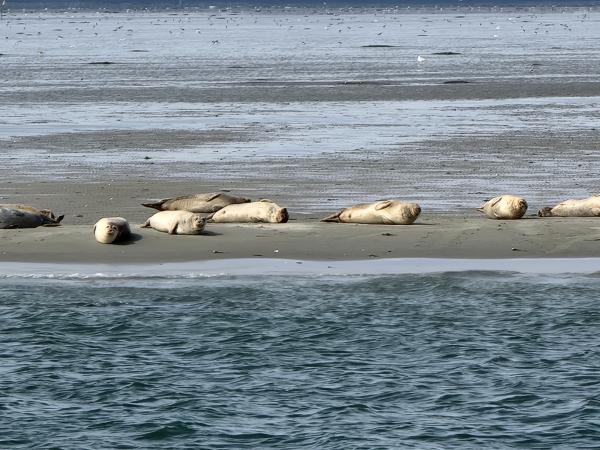 Zeehonden
